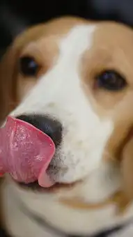 猎狐犬狗汪星人吐舌可爱宠物苹果手机高清壁纸750x1334爱思助手 猎狐犬狗汪星人吐舌可爱宠物苹果手机高清壁纸750x1334爱思助手