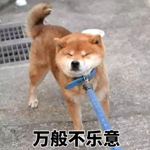  狗狗抗拒牵绳,不一定是喜欢自由,这些才是真正原因