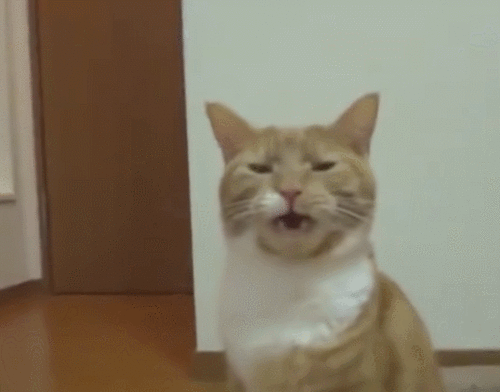  猫咪舔了屁屁之后,表情五味杂谈,差点被自己臭懵