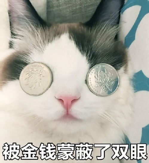 一脸忧郁的猫表情包我怀