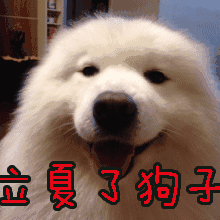 秀恩爱虐狗表情包拍照姿