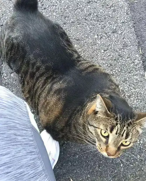 奇闻怪事表情包gif敷衍