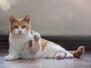 设计公司表情包费用猫猫