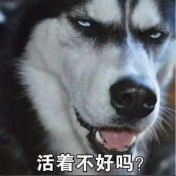 二哈用手指人表情包不开