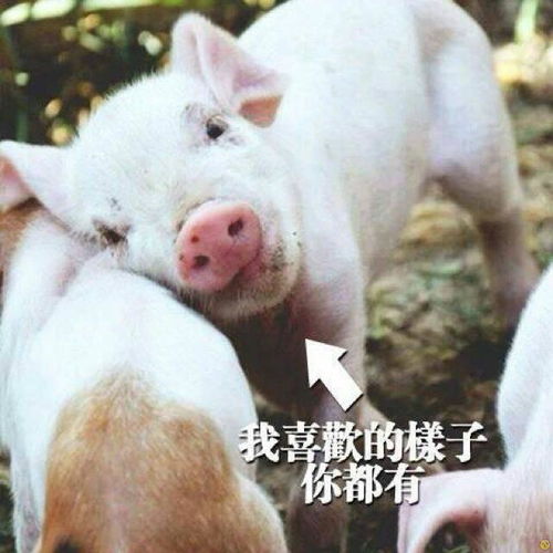  猪猪表情包来啦,来收图,把你猪手慢慢交给我,放下心中的困惑