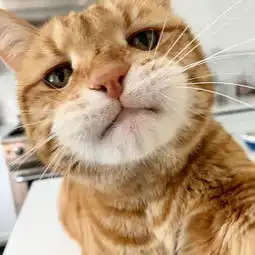 主子喵心不悦一脸生无可恋表情的厌世猫咪marley 主子喵心不悦一脸生无可恋表情的厌世猫咪marley