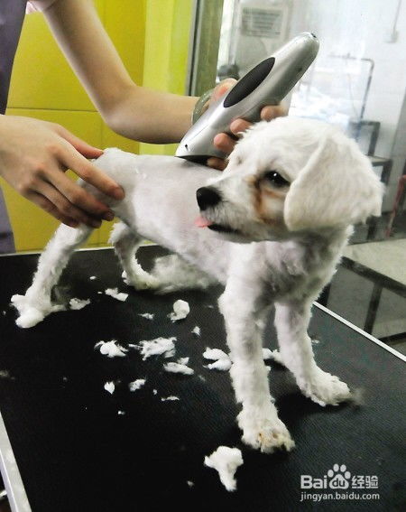  预防宠物犬中暑的方法