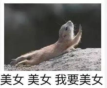 霸总气场全开娇小玲珑的羽毛也可以这么酷