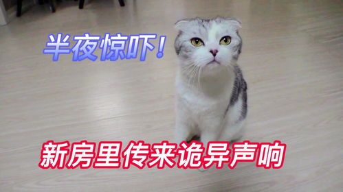  猫能看到人类看不到的东西,自从搬进新家,女主人每天胆战心惊