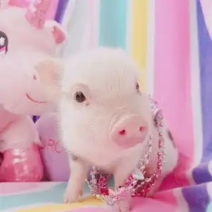 唯美超萌小粉猪可爱微信头像2 唯美超萌小粉猪可爱微信头像2