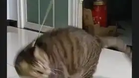 肾虚总在过度劳累之后铲屎官健身到吐,黑猫警长也不能放松懈怠猫猫果然是中小型动物中的顶级杀手 肾虚总在过度劳累之后铲屎官健身到吐,黑猫警长也不能放松懈怠猫猫果然是中小型动物中的顶级杀手