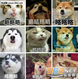 猫和狗的略略略表情让你略略略表情包下载乐游网游戏下载