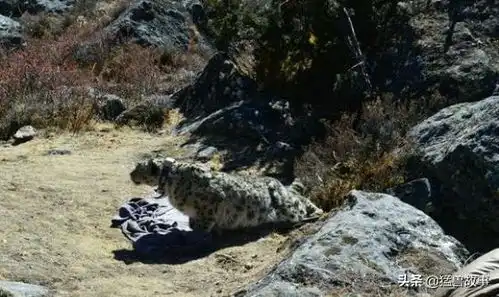 人们为野生雪豹做检测,带上项圈醒来后的雪豹一脸懵,这表情绝了 人们为野生雪豹做检测,带上项圈醒来后的雪豹一脸懵,这表情绝了