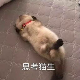  大学四年怎么过
