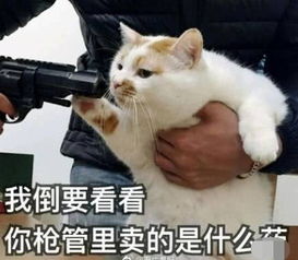 骗子你把我的思路都打乱了 骗子你把我的思路都打乱了