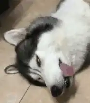 提高毛孩子抵抗力的妙招 提高毛孩子抵抗力的妙招