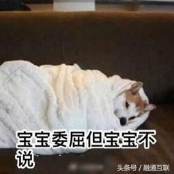  520护身表情包,专属单身狗的复活甲
