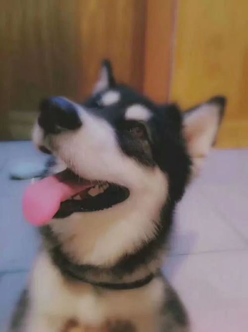  龙湖二期丢失钱包石咀花园走失爱犬