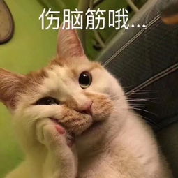  猫咪表情包合集大声点,我近视