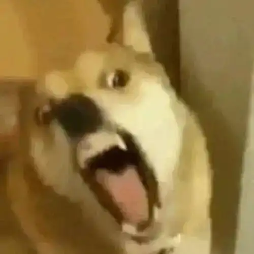 自从用美颜相机代替镜子后,我已经忘记自己到底长什么样子了 自从用美颜相机代替镜子后,我已经忘记自己到底长什么样子了