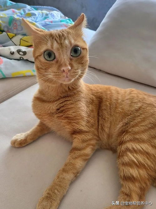  橘猫被主人骂了后,表情超戏精,主人委屈明明你先凶我的...