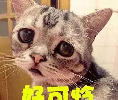  两只猫咪公开秀恩爱,旁边一只单身狗看见,小眼神比失恋还惊恐