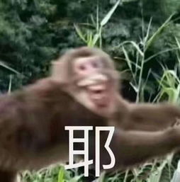  局内人巴西成上届四强榜样扎卡发出真香警告