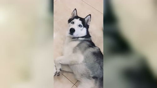  哈士奇正在睡觉,铲屎官就给狗肉店老板打电话了,狗子表情立马变了