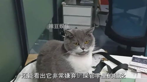  第一次在猫咪脸上看到生无可恋,表情竟如此丰富