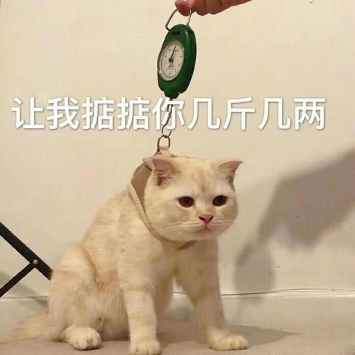  表情包开心到模糊
