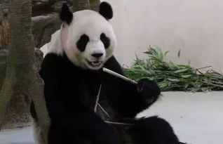  大熊猫也要骗吃骗喝