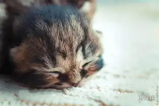 猫咪呕吐表情包摄影师