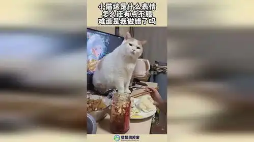 小猫这是什么表情,怎么还有点不服,难道是我做错了吗 小猫这是什么表情,怎么还有点不服,难道是我做错了吗