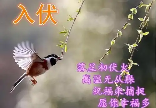 入伏后,建议中老年少吃精米白面,多吃这5种杂粮,安稳度夏天 入伏后,建议中老年少吃精米白面,多吃这5种杂粮,安稳度夏天