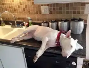 孙红雷,哦不,林永健,也不对,应该是牛头梗的那 孙红雷,哦不,林永健,也不对,应该是牛头梗的那