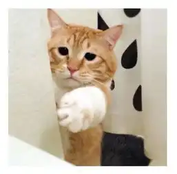 又肥又懒日本这只天然丧的大橘猫,总是满脸写着委屈 又肥又懒日本这只天然丧的大橘猫,总是满脸写着委屈