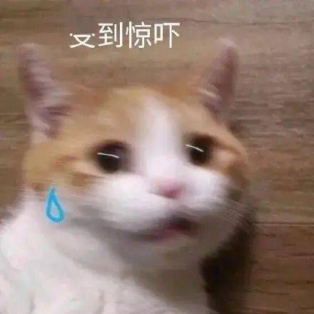 发癫喵表情包
