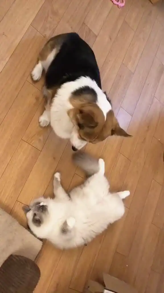 平时爱欺负猫,今天被猫打了一巴掌,这表情委屈死了 平时爱欺负猫,今天被猫打了一巴掌,这表情委屈死了