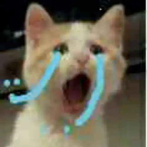 我会一直在你身后 我会一直在你身后