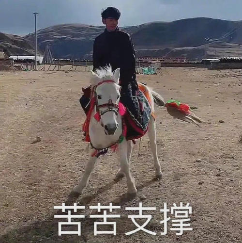  丁真小马表情包下载丁真小马珍珠表情包下载高清无水印版当易网