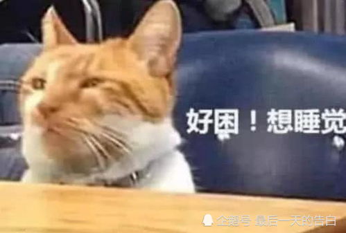  橘猫混进教室上高数,课堂反应太真实了,网友这不就是我吗