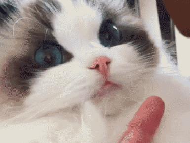  主人通完厕所忘记洗手,布偶猫舔了一口后,表情令人哭笑不得
