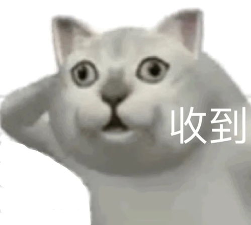  芝士星人不可错过的美食推荐
