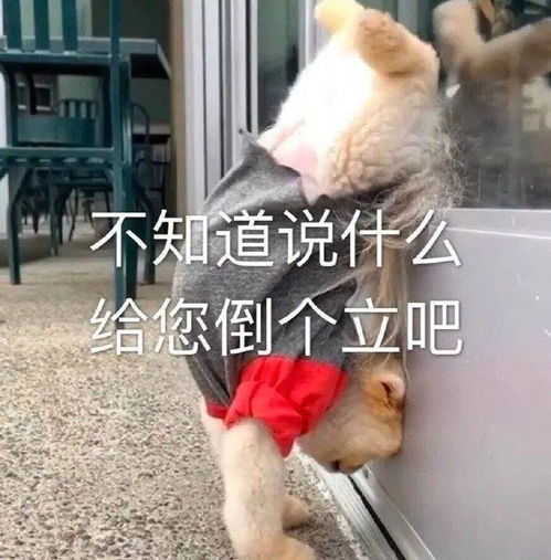  满满一组沙雕表情包