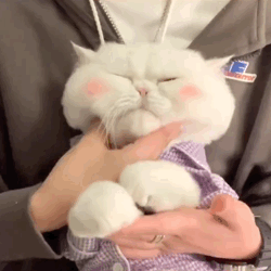  表情包网红猫咪腮红球系列