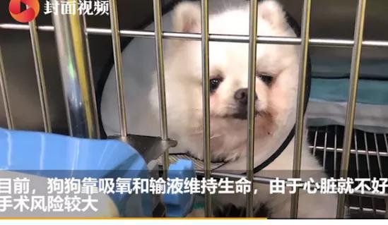  研究生虐狗被人说狗毁了他,那倒是狗毁了他还是他的行为毁了自己的前途呢