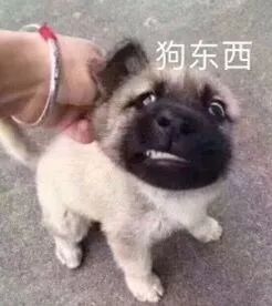  吃竹鼠的一百种理由...哈哈哈哈哈哈哈哈哈笑到奶子疼