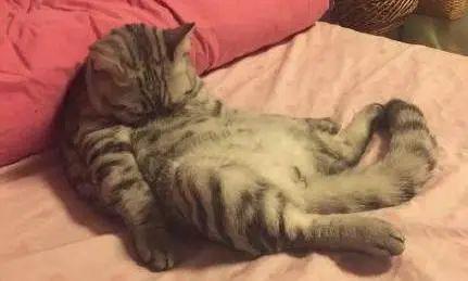  猫咪绝育后的表情太惆怅,最后那位别哭了