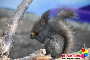  龙井琵岩山蝴蝶纷飞迎游客,冰天雪地春满园