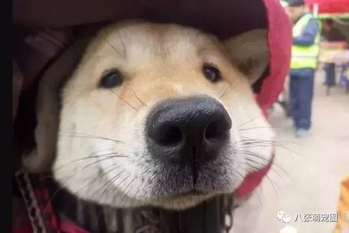  还记不记得这几只萌了你一整年的狗子